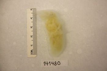 Media type: image;   Invertebrate Zoology 141480 Description: Preserved specimen.;